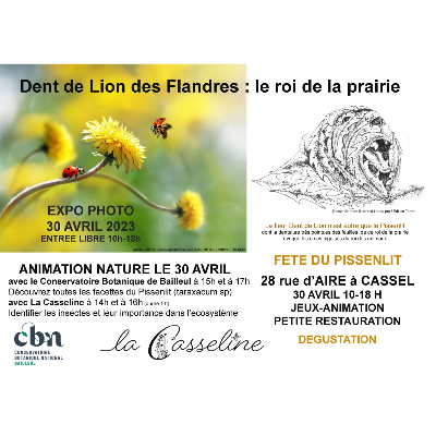 Exposition photo : Dent de lion des Flandres : Le roi de la prairie