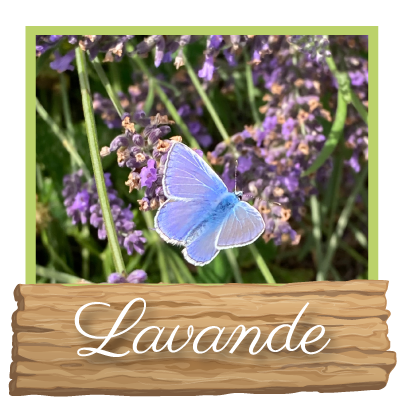 lavande bio