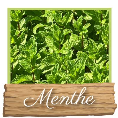 Menthe Bio