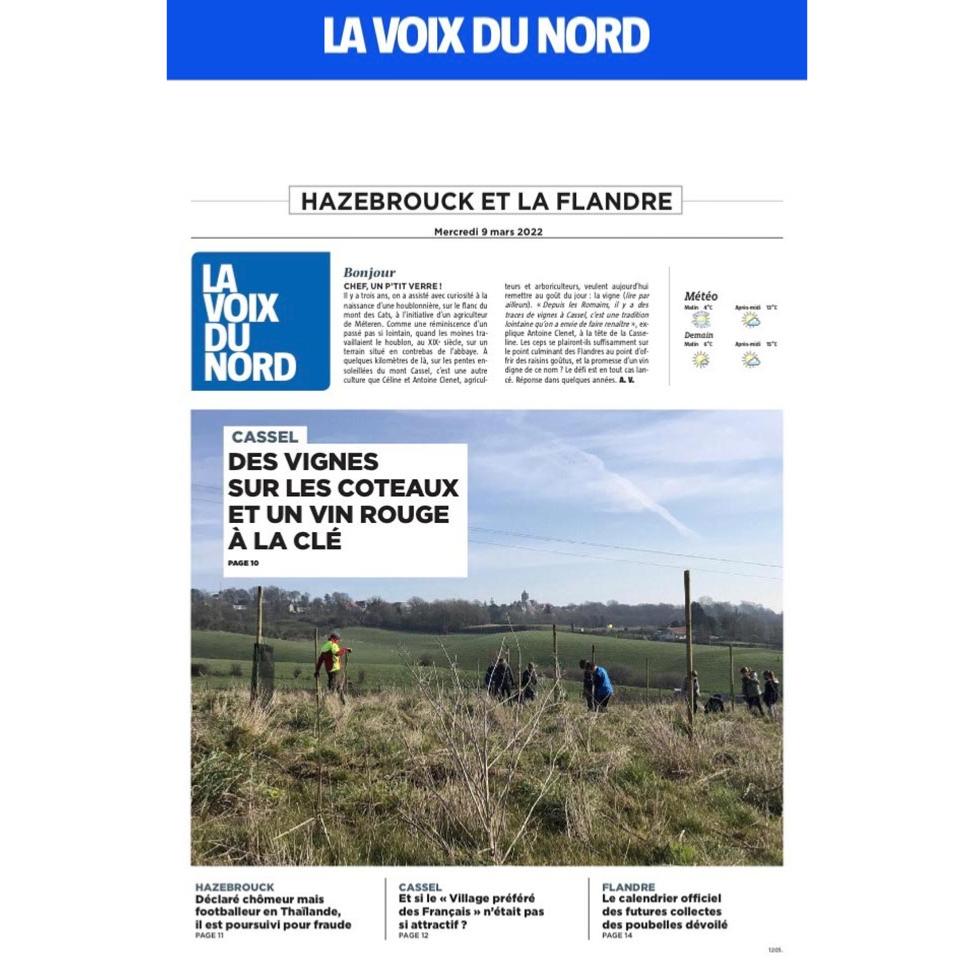 La voix du nord , le 9 mars, des vignes  Cassel