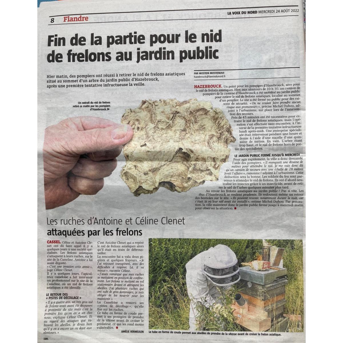 Article frelon la voix du nord